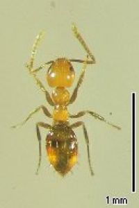Fig. b:<em> P. alluadi</em> 
(image from Japanese ant colour image database) 