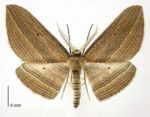 Cabbage tree moth