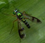 Small green long–legged fly
