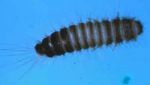 Larva of a different carpet beetle