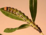 Larva of kowhai moth
