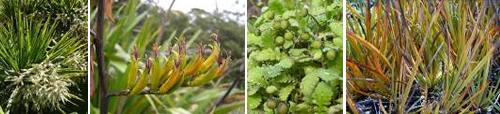 Raingarden plants: (from left to right) Cordyline (cabbage tree) Phormium (flax flowers), Leptinella and Libertia (NZ iris).