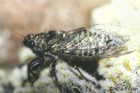 Screaming Cicada: <em>Maoricicada cassiope</em>