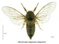 <em>Maoricicada otagoensis</em> male