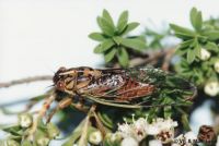 Blood Redtail Cicada: <em>Rhodopsalta cruentata</em> 