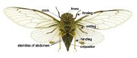 Ventral view of female cicada 