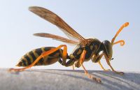 Paper wasp