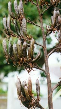 Upright seed capsules of <em>P. tenax</em>. Image - Sue Scheele