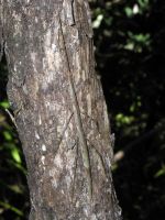 A female <em>Clitarchus</em> well-camouflaged on a manuka tunk in the Rimutaka Ranges. Image - T. Buckley