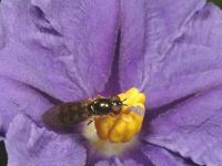 Hover fly (<em>Melanostoma fasciatum</em>)