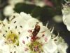 Flower longhorn beetles (<em>Zorion</em> spp.)