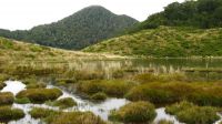 Small wetland near coring site at Borland Saddle, Fiordland. 