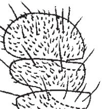 PDF version: detail of antennal club