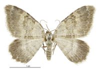 Gingidiobora nebulosa (female). Geometridae: Larentiinae. 