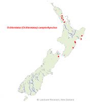 <em>Ochlerotatus camptorhynchus</em> distribution map