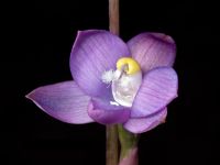 <em>Thelymitra-pauciflora</em>, a sun orchid. Image - Jeremy Rolfe© 
