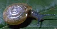cellar glass snail, Zonitidae: <em>Oxychilus cellarius</em> (Mūller, 1774) 