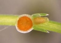 <strong><em>Chara</em> with round, orange antheridium, X6</strong> Photo: Phil Novis, Landcare Research