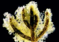 <em>Fragillaria</em> diatoms on aquatic plant surfaces 