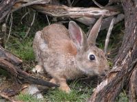 Rabbit (Photo: Antonio Castro)