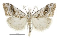 Gadira acerella (male). Crambidae: Crambinae. Endemic