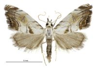 Glaucocharis harmonica (male). Crambidae: Crambinae. Endemic