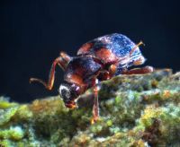 Elmid adult species 3 beetle