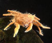 Hymenosomatid species 1 crab crustacean