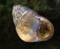 Viviparid mollusc