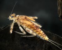 Baetid species 2 mayfly