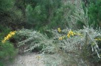 Heavily galled broom at a release site in Hanmer Springs. Image - Rob Simons