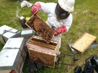 Beekeeper examining comb