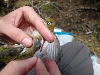Collecting blood via brachial venipuncture from a silvereye for screening for the presence of avian malaria. Image - Clare Cross