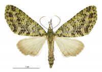 Tatosoma tipulata (female). Geometridae: Larentiinae. 