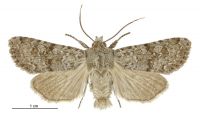 Aletia s.l. mitis (male). Noctuidae: Noctuinae. 