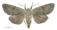 Aletia s.l. nobilia (female). Noctuidae: Noctuinae. 
