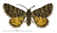 Arctesthes catapyrrha (male). Geometridae: Larentiinae. 
