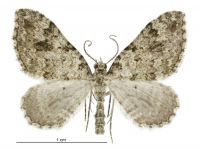 Helastia cinerearia (male). Geometridae: Larentiinae. 