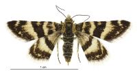Notoreas ortholeuca (female). Geometridae: Larentiinae. 