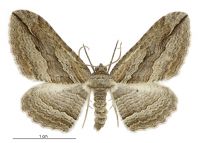 Austrocidaria gobiata (male). Geometridae: Larentiinae. 