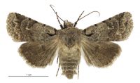 Homohadena fortis (female). Noctuidae: Noctuinae. 