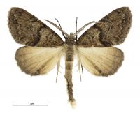 Pseudocoremia suavis (male). Geometridae: Ennominae. 