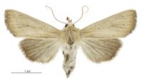 Tmetolophota blenheimensis (female). Noctuidae: Noctuinae. 