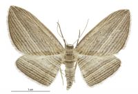 Epiphryne verriculata (female). Geometridae: Larentiinae. 