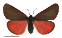 Tyria jacobaeae (female). Erebidae: Arctiinae. 