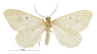 Asaphodes oraria (male). Geometridae: Larentiinae. 