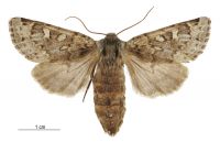Ichneutica notata (female). Noctuidae: Noctuinae. 