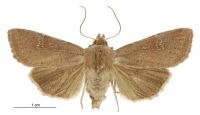 Tmetolophota alopa (female). Noctuidae: Noctuinae. 