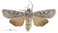 Graphania phricias (female). Noctuidae: Noctuinae. 