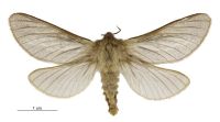 Heloxycanus patricki (female). Hepialidae: . 